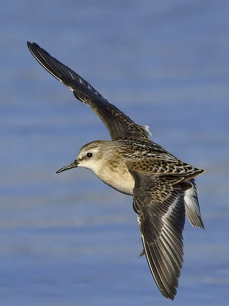 Pikkusirri, Little Stint, Calidris minuta